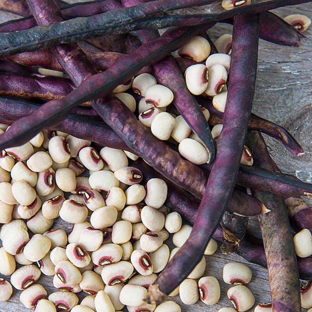 Purple Hull Bean (Bush) from MIgardener, showing vibrant purple pods and green foliage in a garden setting.