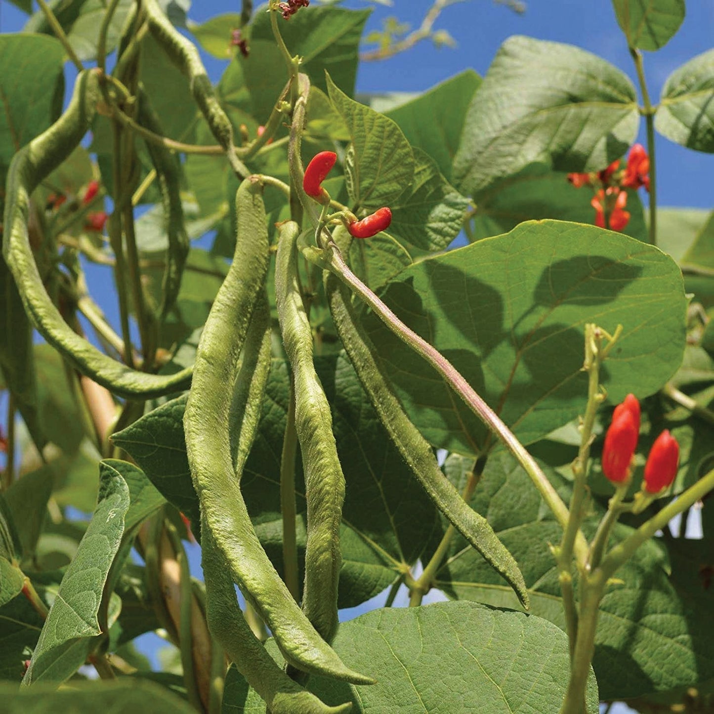 Scarlet Runner Bean pole plant by MIgardener showing vibrant red flowers and green bean pods on a garden trellis.