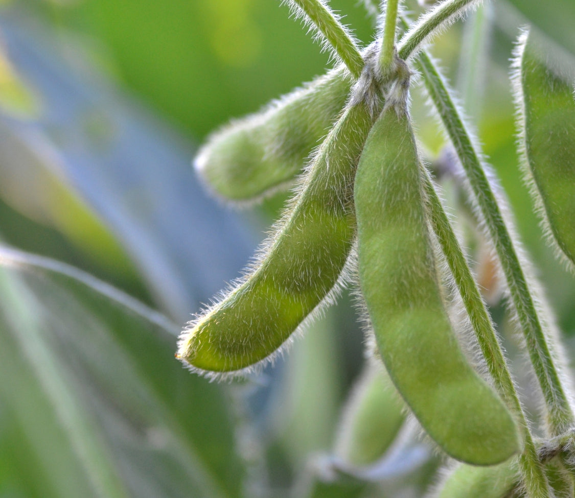 Shirofumi (Edamame) Soybean (Bush) - Blessings Grow Meadows