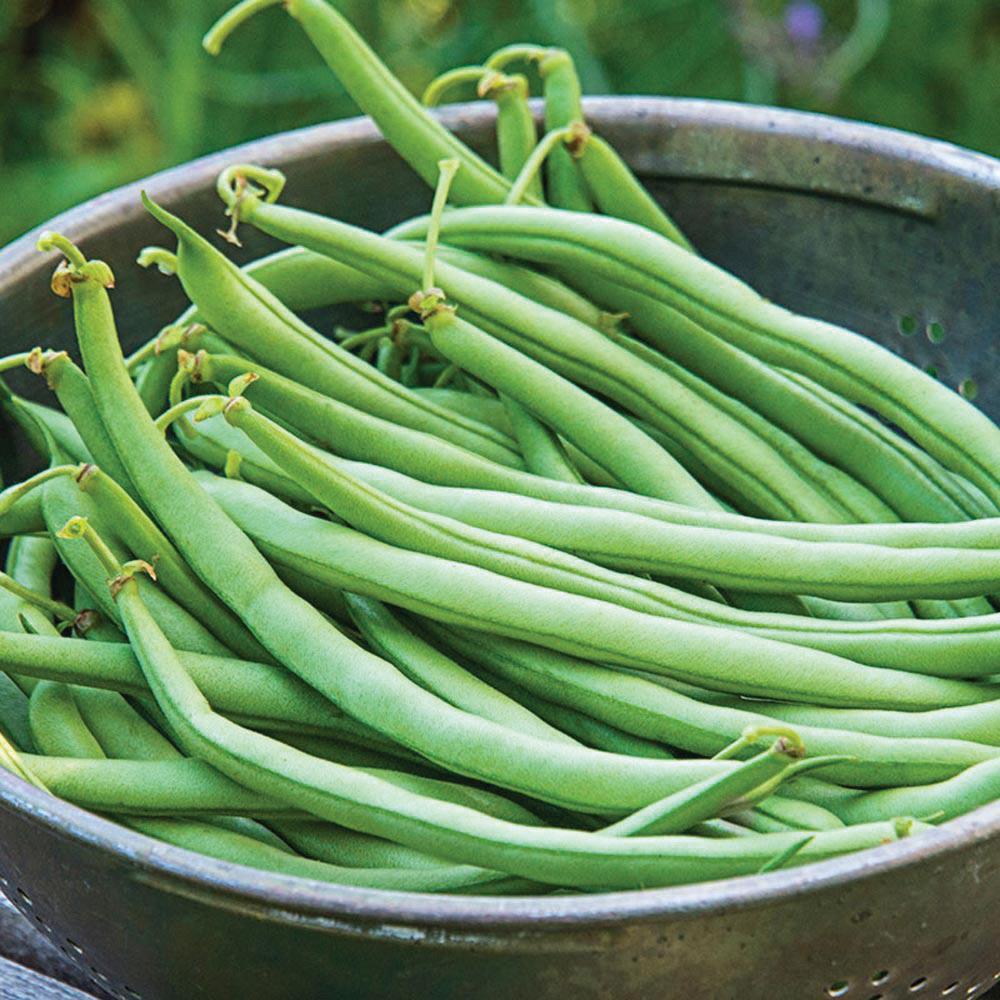 Bush Topcrop bean plant from MIgardener with green beans growing on a healthy plant.