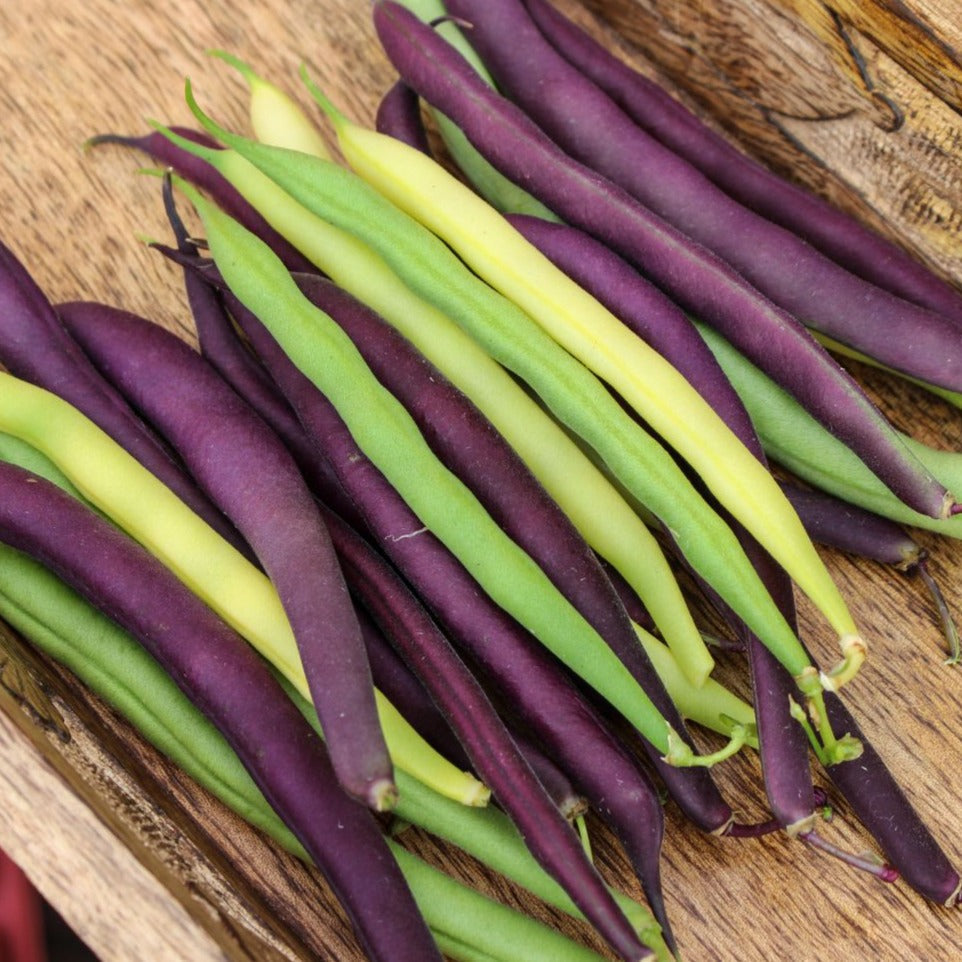 Tri-color green bean mix by MIgardener featuring vibrant green, purple, and yellow beans in a fresh, colorful bean variety.