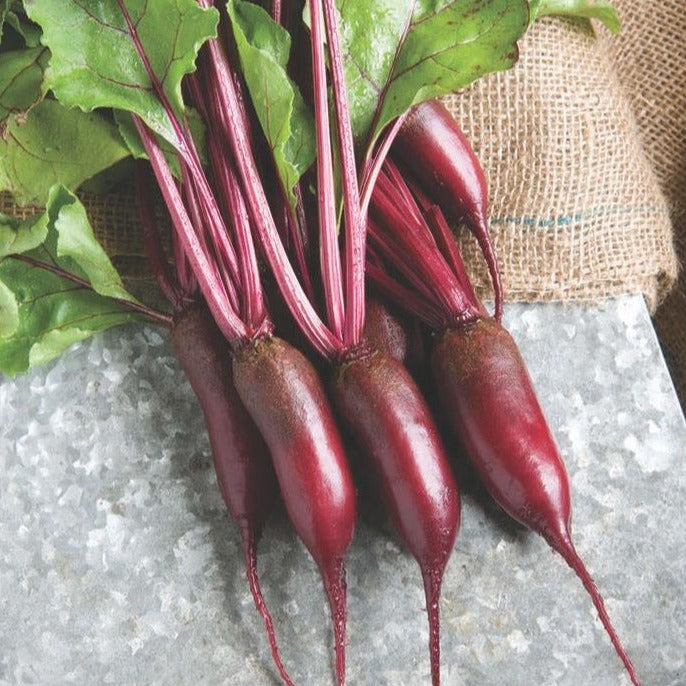 Cylindra beet from MIgardener, showcasing a vibrant, elongated root vegetable with lush green foliage.