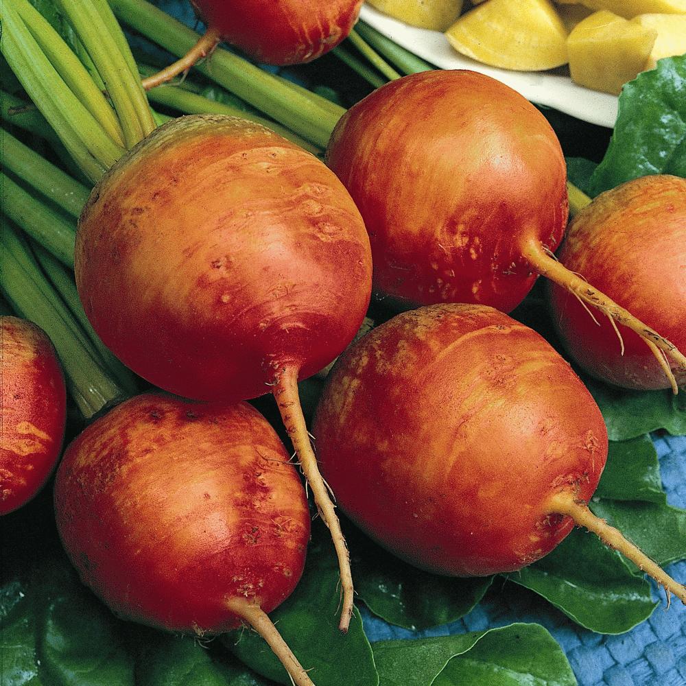 Golden Detroit beet by MIgardener, showing a vibrant yellow root with green leafy tops on a garden background.