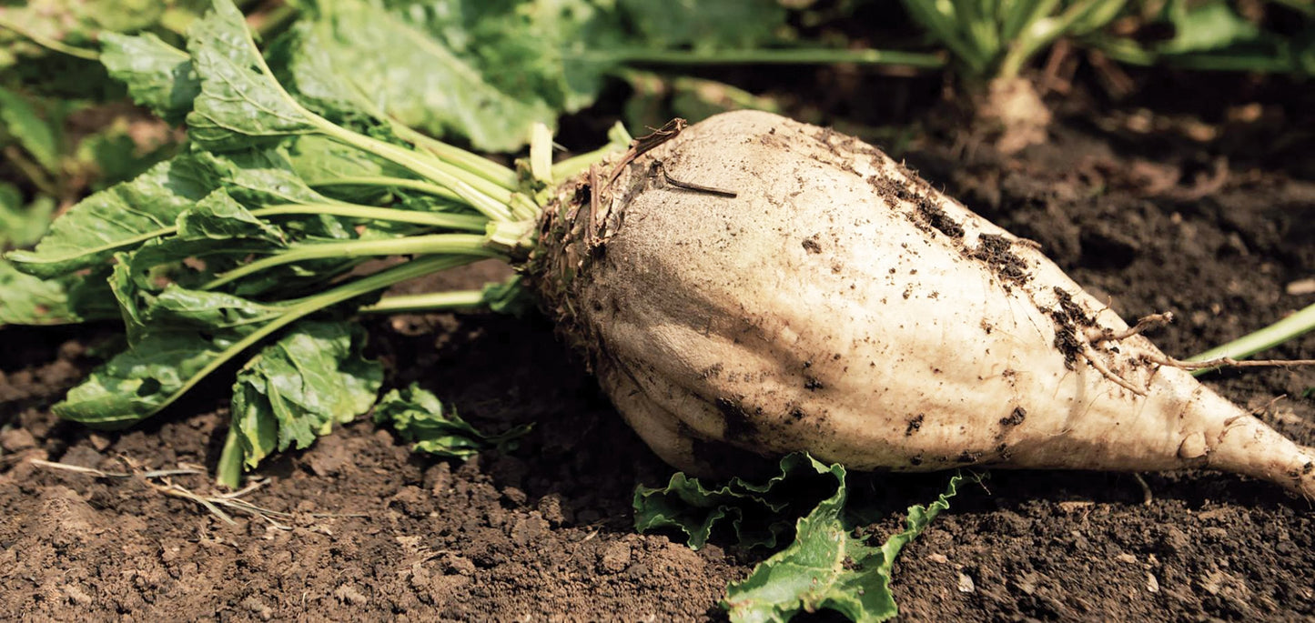 MIgardener sugar beet displaying vibrant green leaves and a round root vegetable on a garden background.