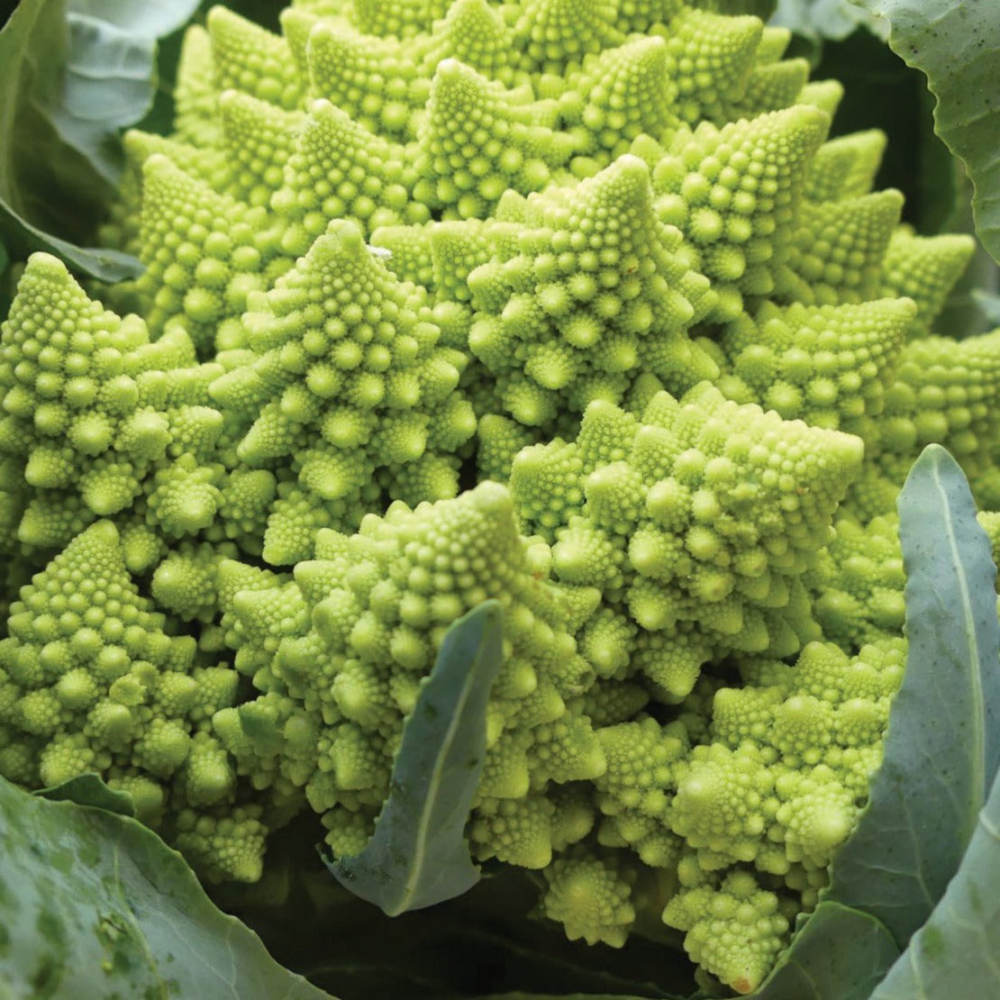 Fresh Romanesco broccoli from MIgardener, showing its unique fractal florets and vibrant green color.