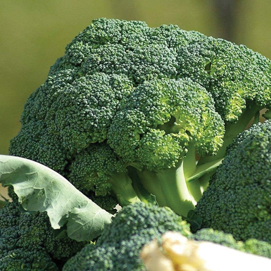 Fresh Waltham 29 broccoli from MIgardener, showcasing vibrant green, tightly packed florets and sturdy stalks.