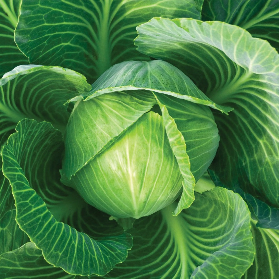 Fresh Danish Ball Head Cabbage from MIgardener, showcasing its round, compact green leaves and dense head.