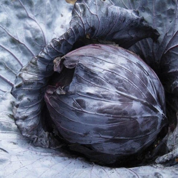 Mammoth Red Rock Cabbage from MIgardener, vibrant red leafy cabbage with large heads, fresh and healthy for gardening or cooking.
