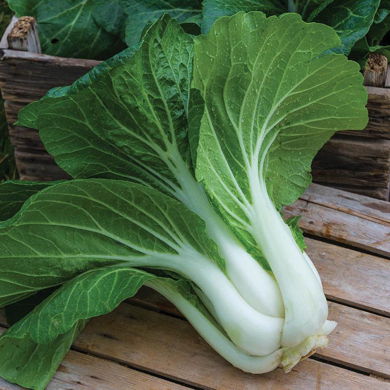 Fresh Pak Choi White Stem Cabbage from MIgardener, showing vibrant white stems and green leafy tops on a farm.