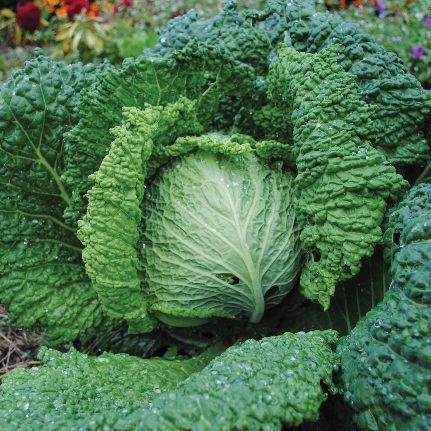 Savoy Perfection Cabbage - Blessings Grow Meadows