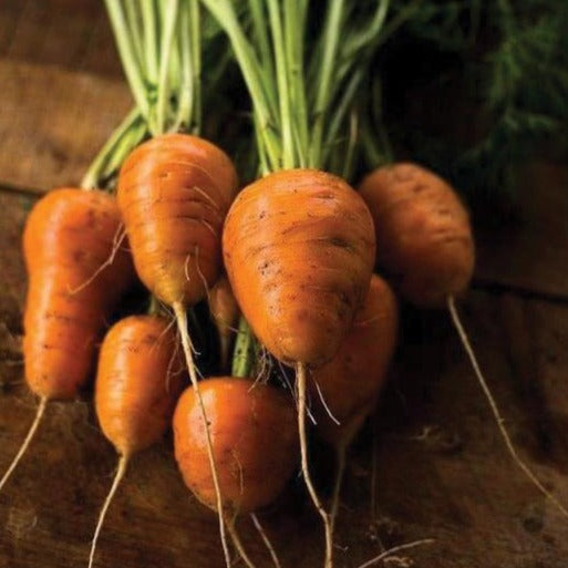 Oxheart carrot from MIgardener, showing its thick, heart-shaped orange root with green leafy tops in a garden setting.