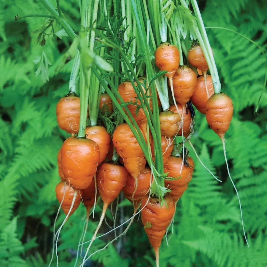 Fresh Parisian Carrot from MIgardener showing vibrant orange roots with green leafy tops on a garden bed.