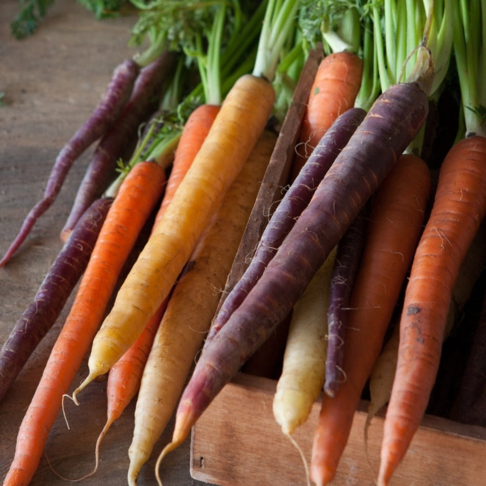 Colorful rainbow mix carrots from MIgardener, showcasing vibrant orange, purple, yellow, and red carrots on a garden bed.
