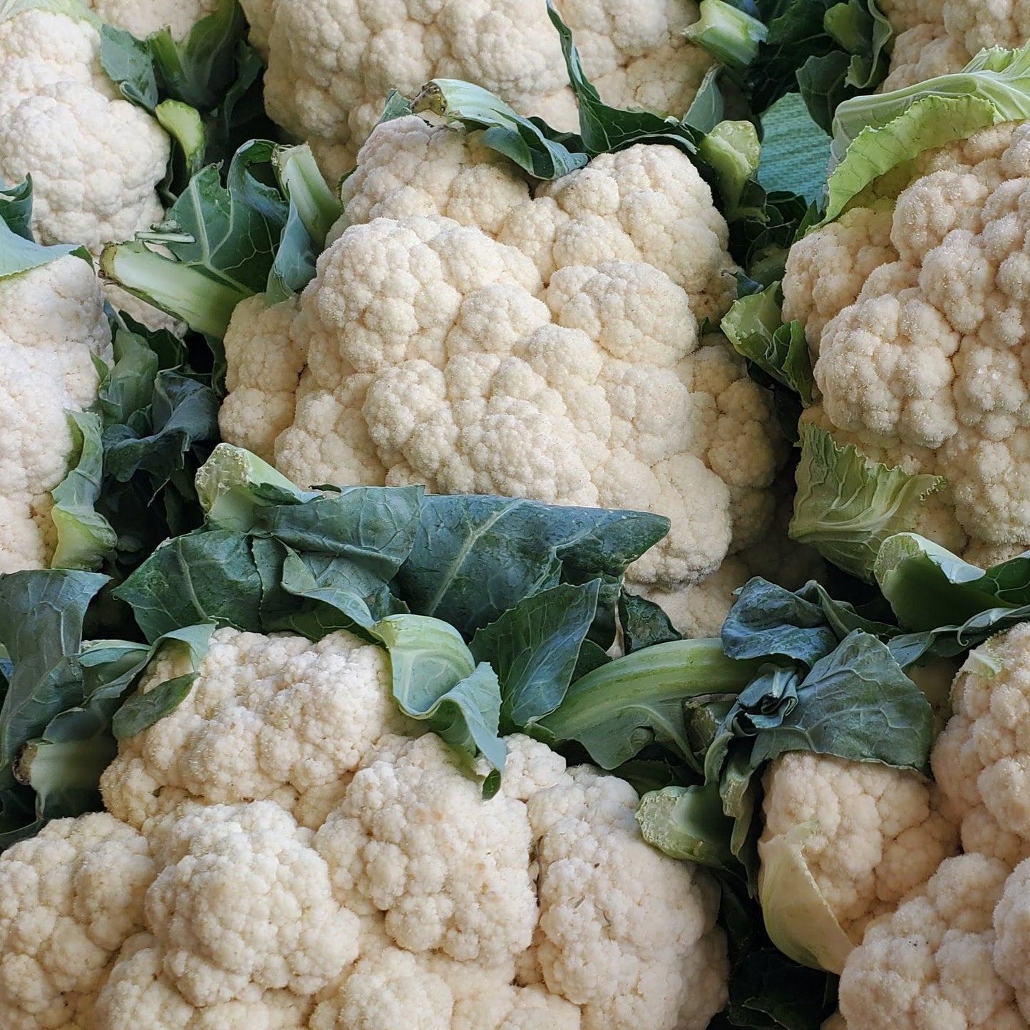 Snowball Cauliflower from MIgardener, fresh and white with tightly packed florets, ready for cooking or eating.