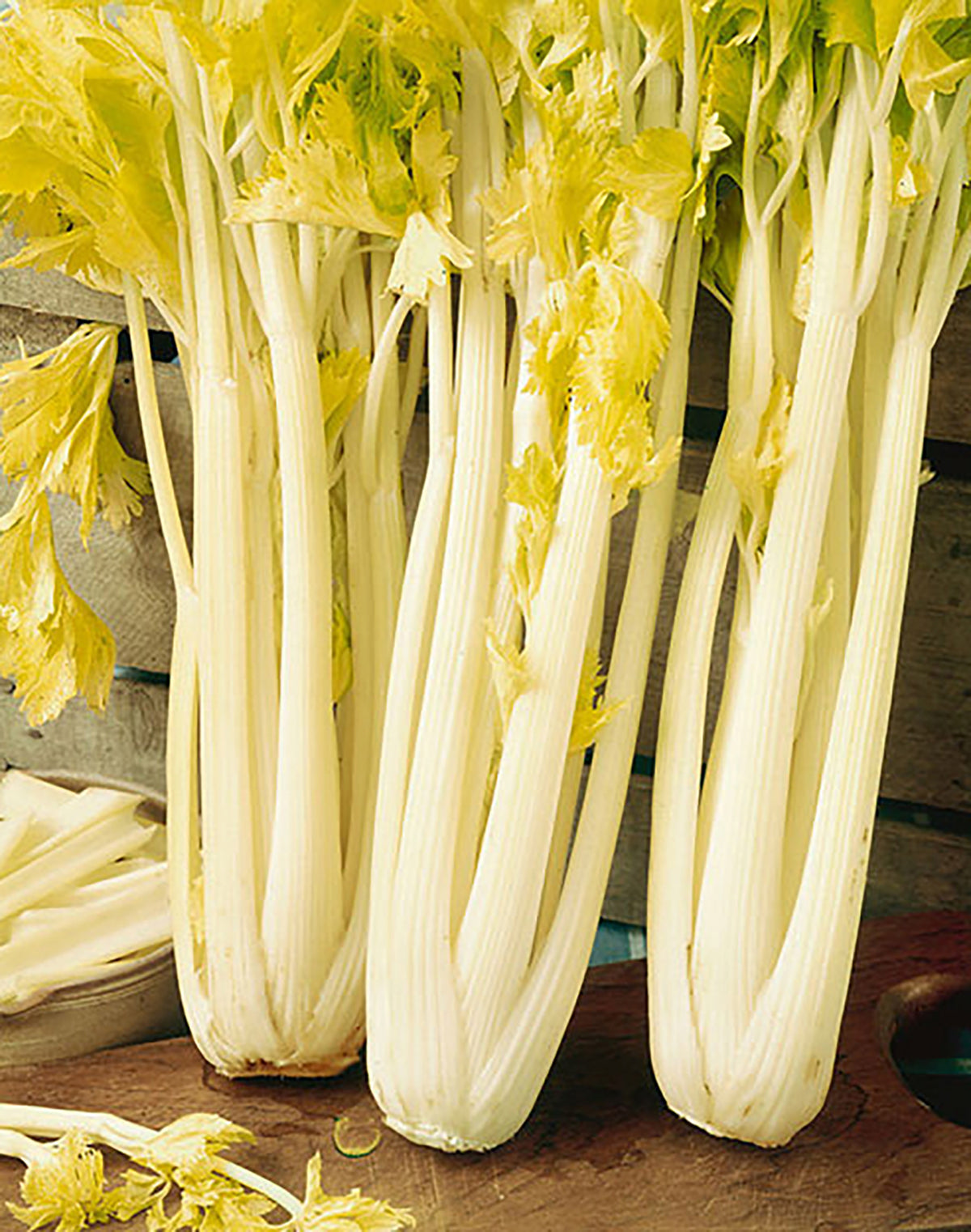 Golden Boy Celery from MIgardener, fresh stalks with vibrant green leaves and crisp texture, ideal for salads and cooking.