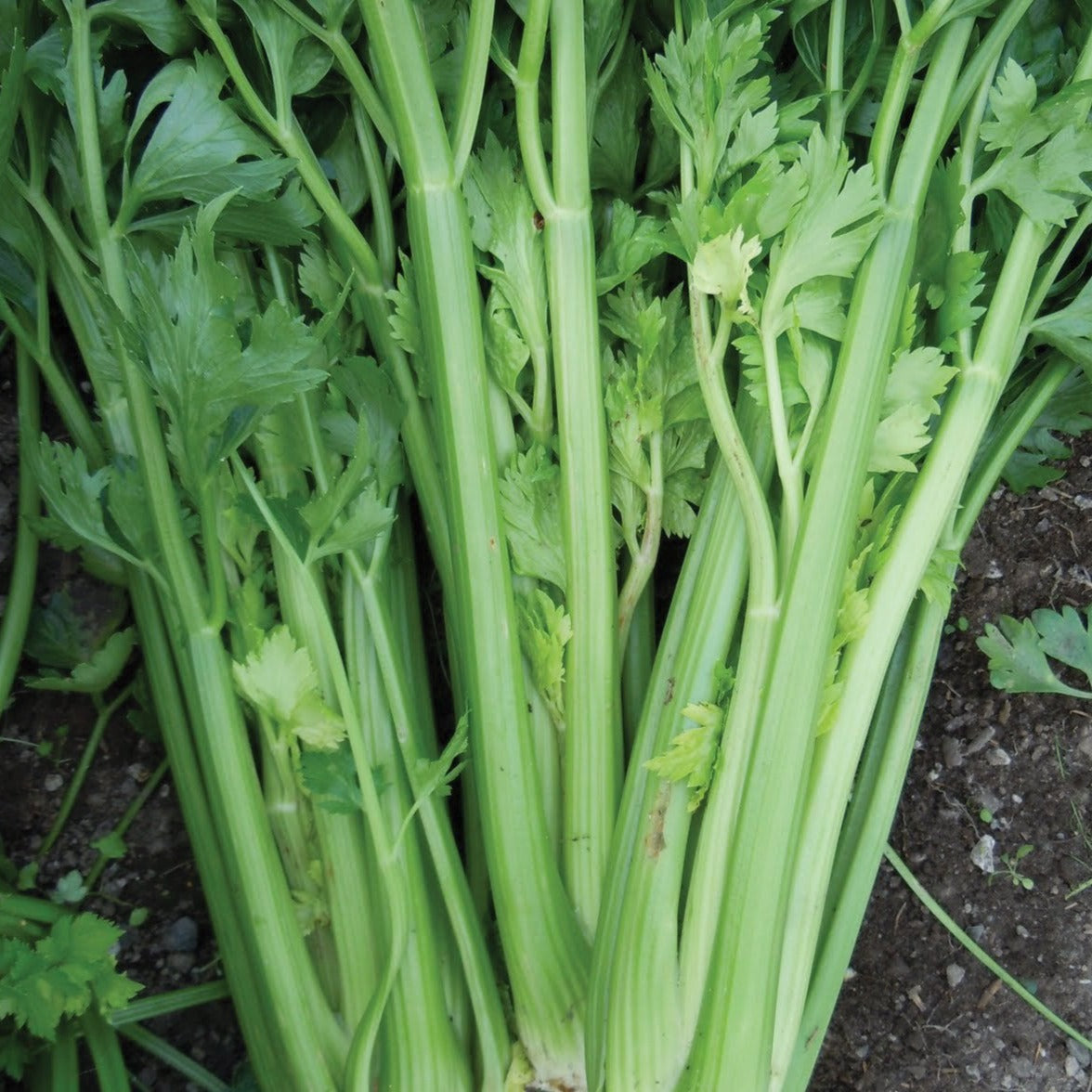 Fresh Utah Tall Celery from MIgardener with bright green stalks and leafy tops, ready for harvest.