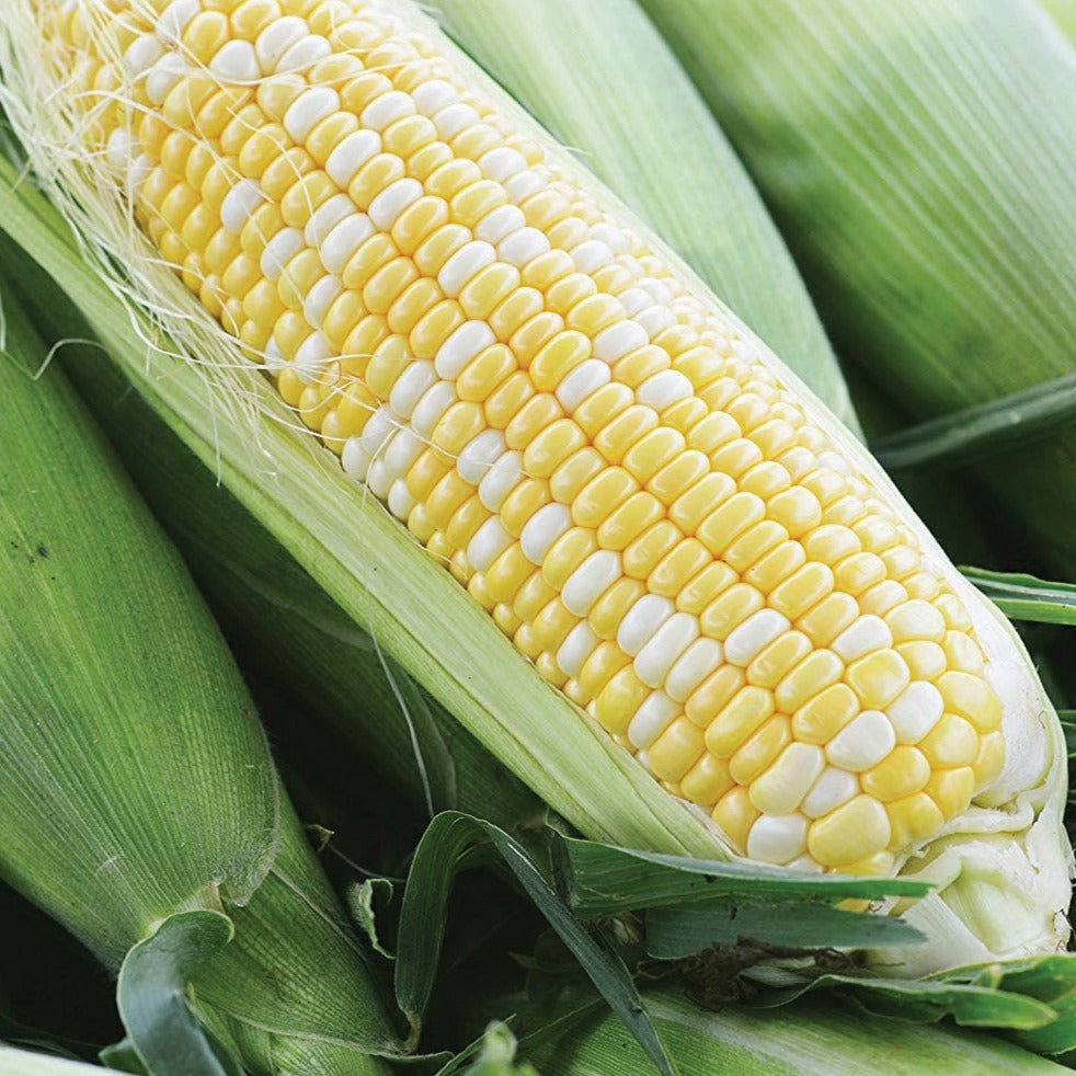 Fresh Ambrosia Sweet Corn from MIgardener, showing golden ears of corn with green husks and bright kernels.