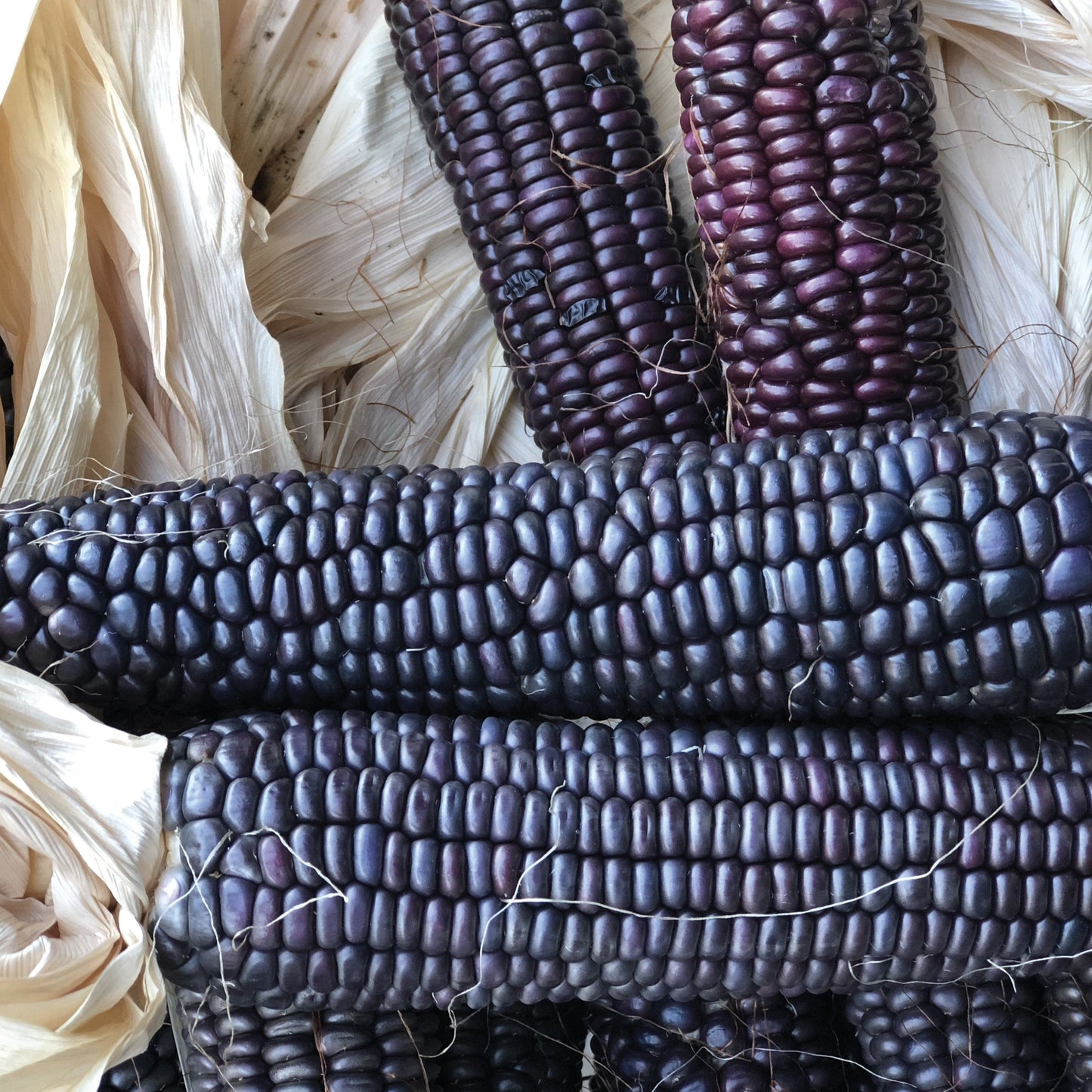 Blue Hopi Corn - Blessings Grow Meadows