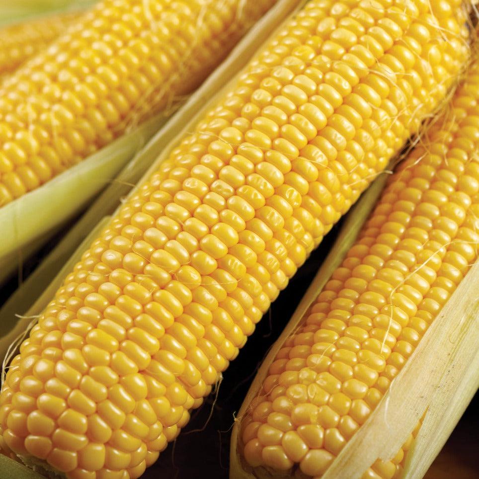 Fresh Bodacious Sweet Corn by MIgardener, showing vibrant yellow corn ears with green husks and silk.