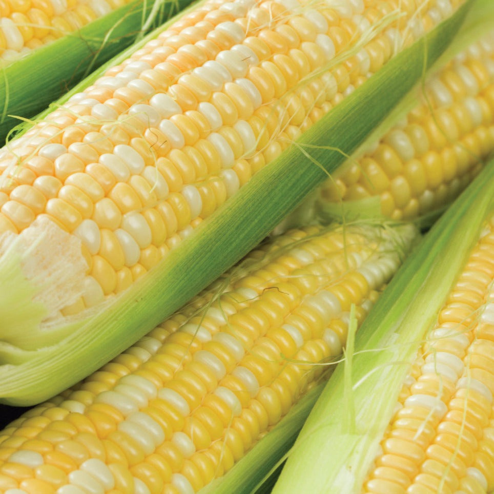 Fresh Peaches and Cream sweet corn from MIgardener, showing bright yellow kernels on the cob in natural outdoor light.