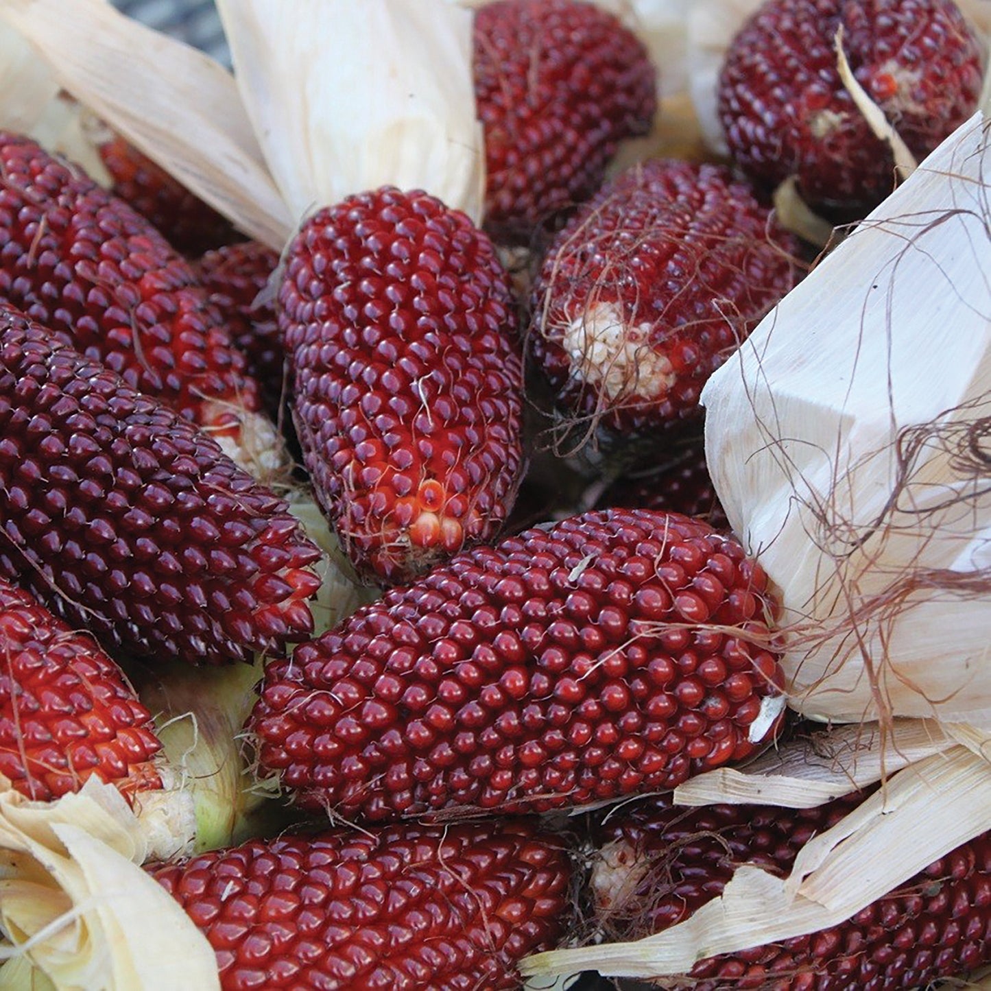 Red Strawberry Popcorn by MIgardener, vibrant red corn kernels on a cob, ready for popping or snacking.