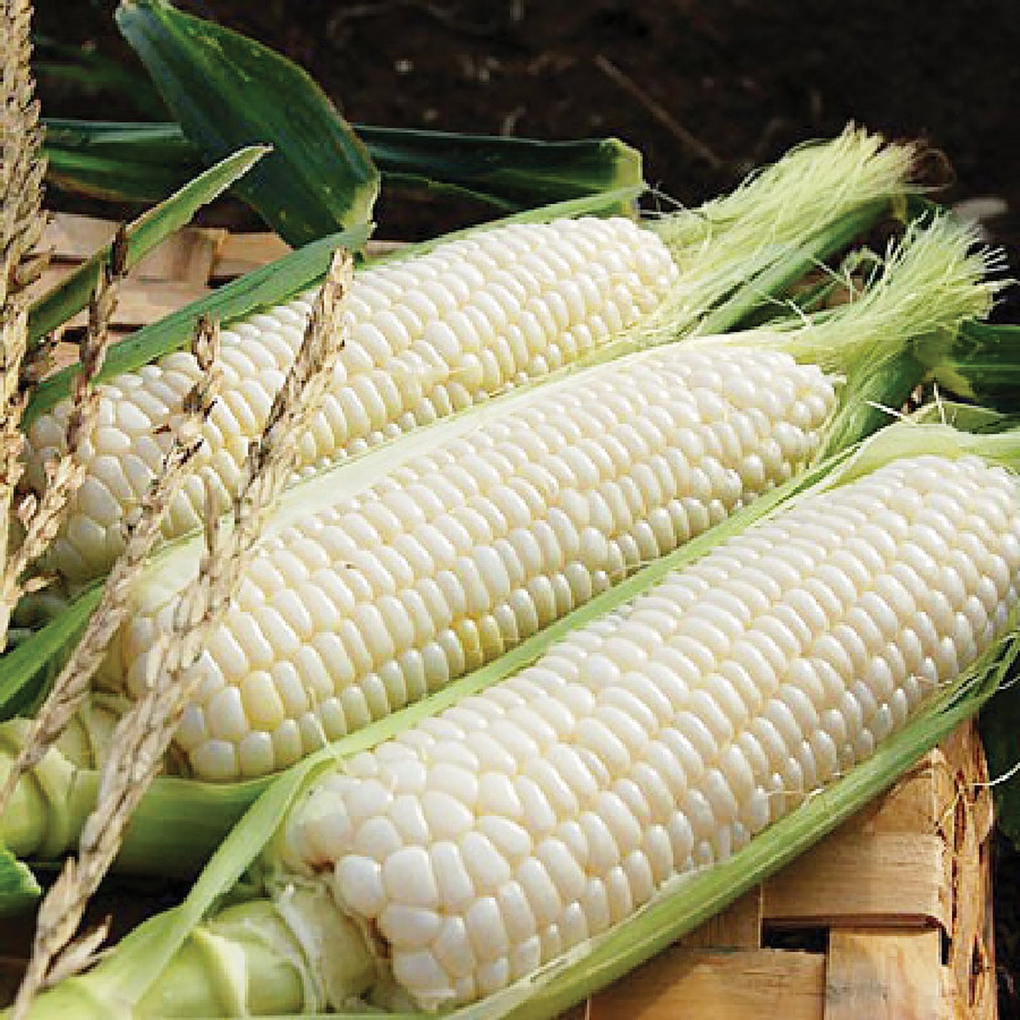 Silver Queen Corn by MIgardener, fresh and plump corn on the cob with bright silver kernels and green husks.