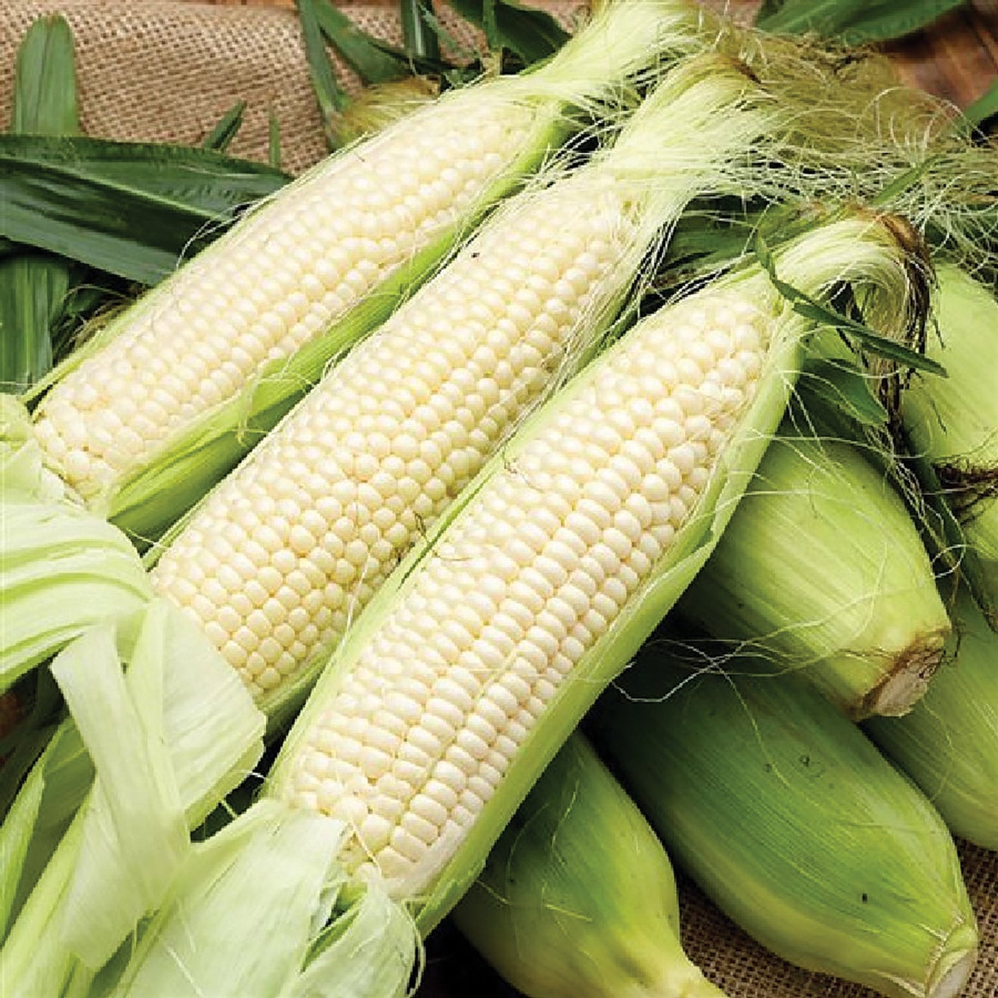 Stowell Evergreen corn ears from MIgardener with green husks and ripe kernels, ready for harvest.