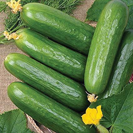 Fresh Ashley cucumber from MIgardener, showcasing its vibrant green skin and elongated shape on a garden background.