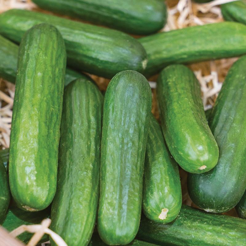 Fresh Muncher cucumber from MIgardener, showing vibrant green skin and elongated shape on a garden background.