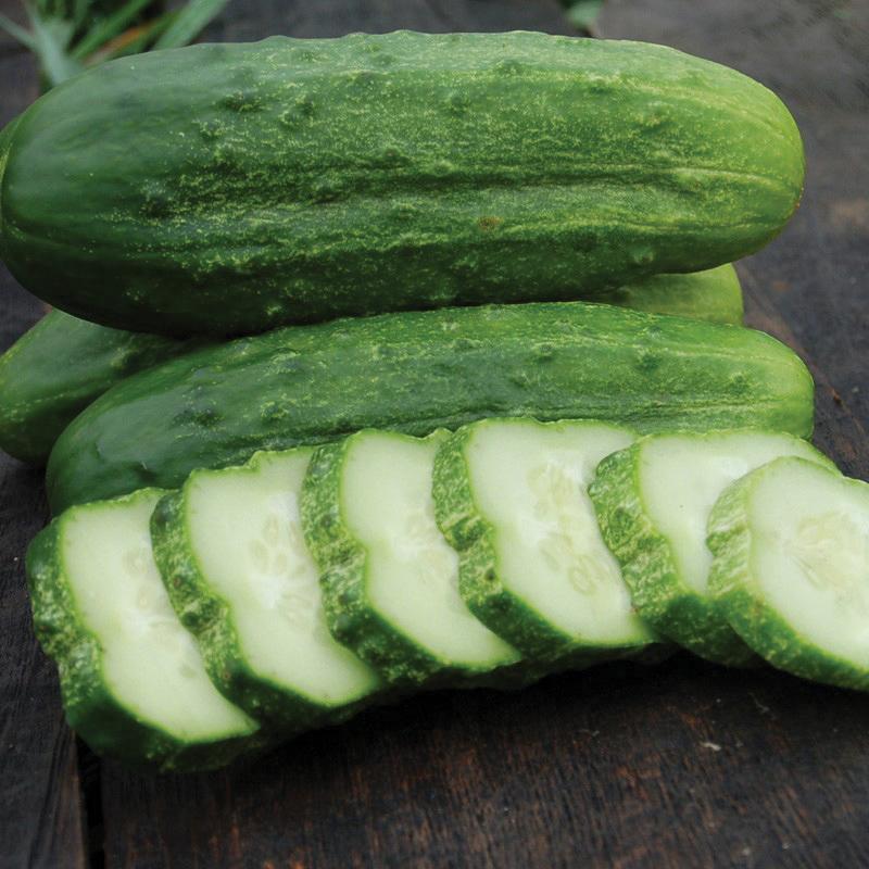 Fresh National Pickling Cucumber from MIgardener, showcasing vibrant green, firm cucumber on a garden background.