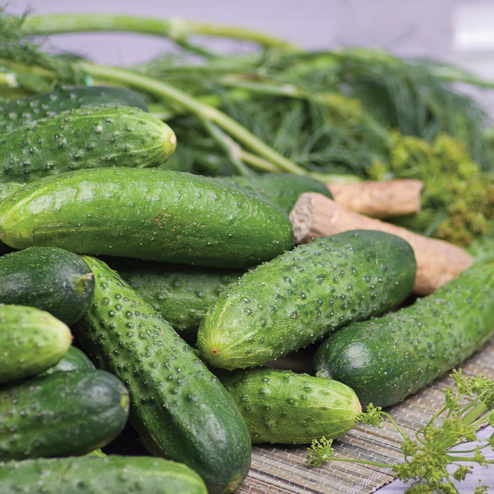 Fresh Rhinish Pickle Cucumber from MIgardener, showcasing vibrant green, elongated cucumber with textured skin.