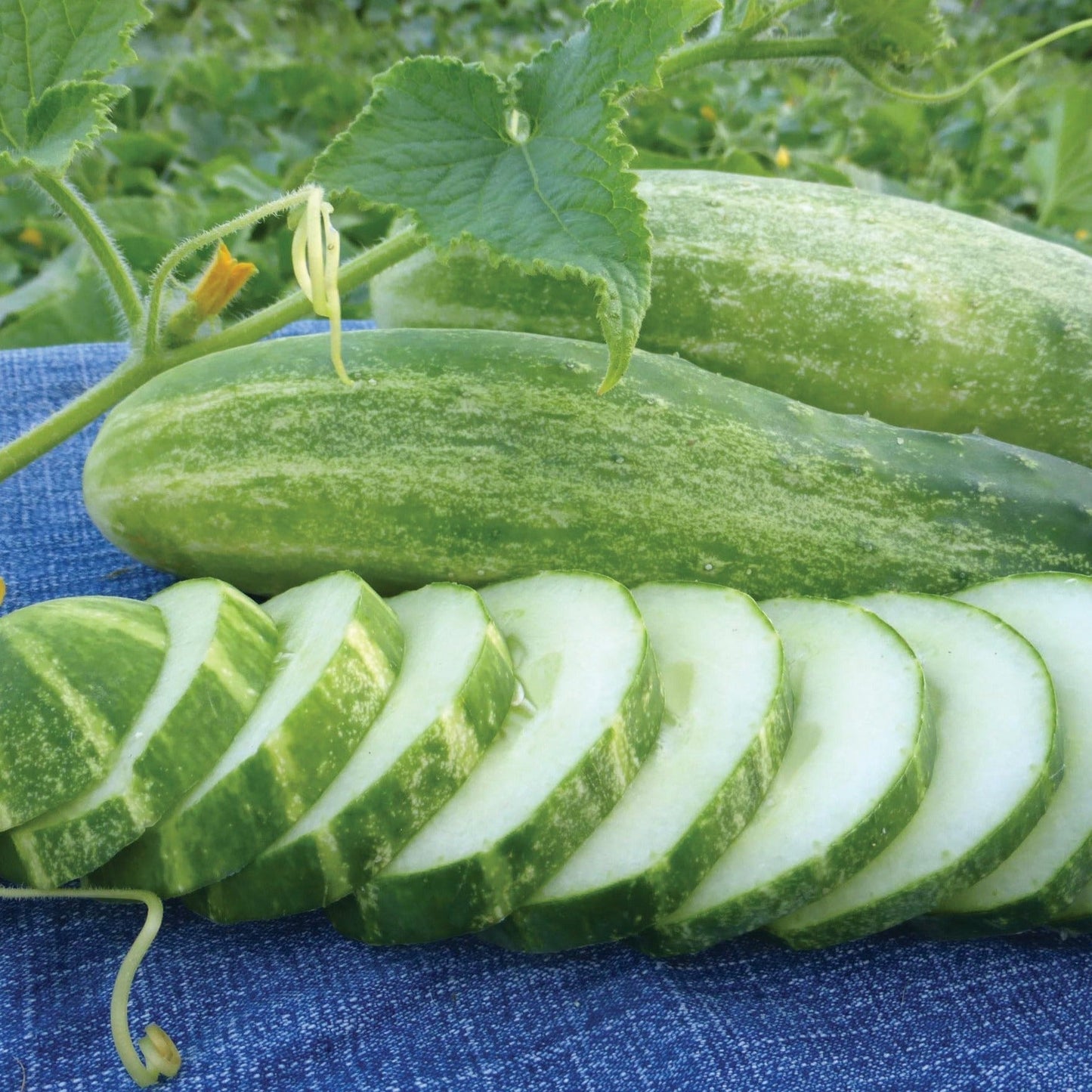 Fresh Straight 8 cucumber from MIgardener, showcasing its straight shape and vibrant green skin on a garden background.