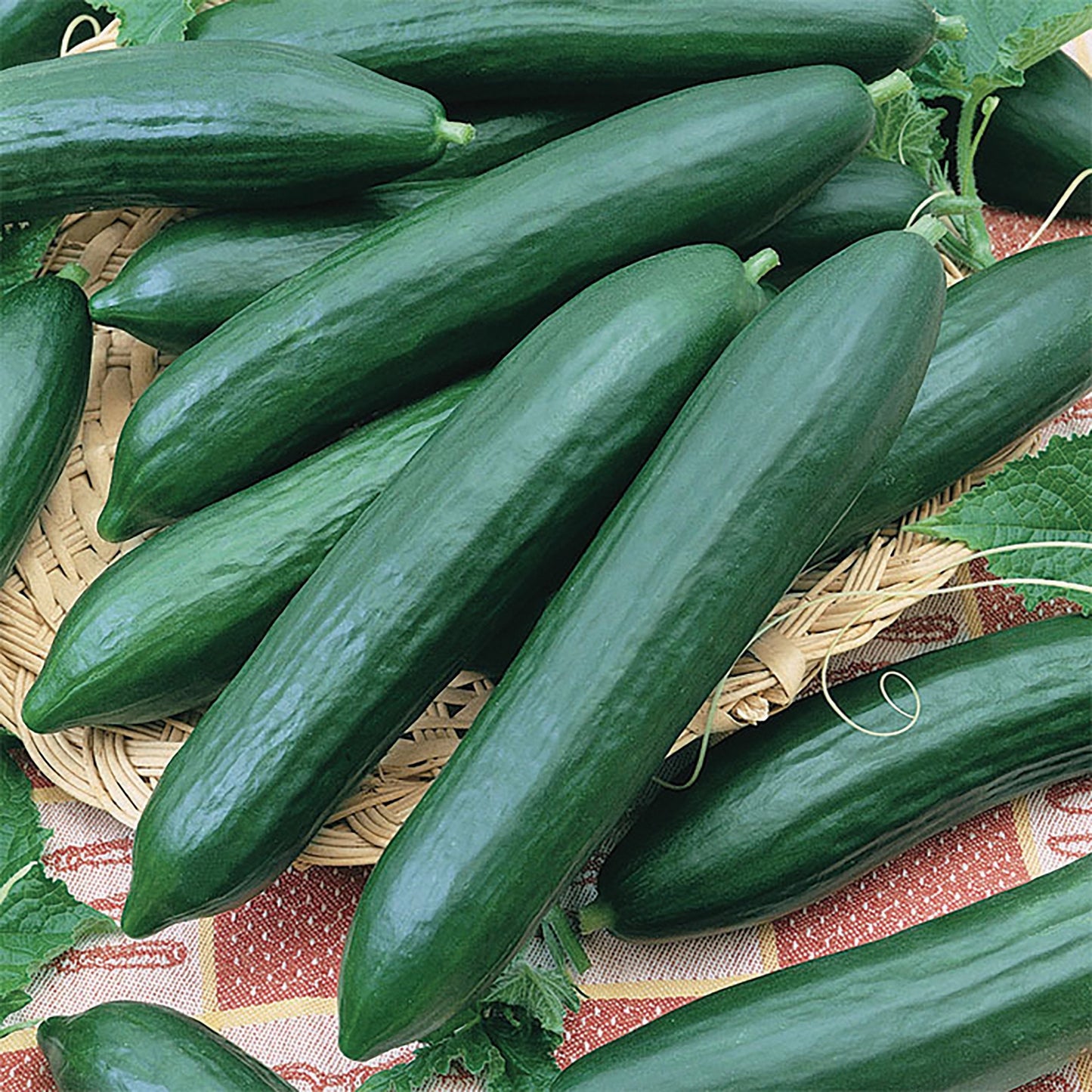 Tendergreen cucumber from MIgardener, fresh green cucumber with smooth skin, ideal for salads and snacking.