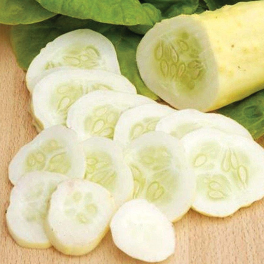 White Wonder cucumber from MIgardener, fresh white-skinned cucumber with smooth skin and crisp texture.