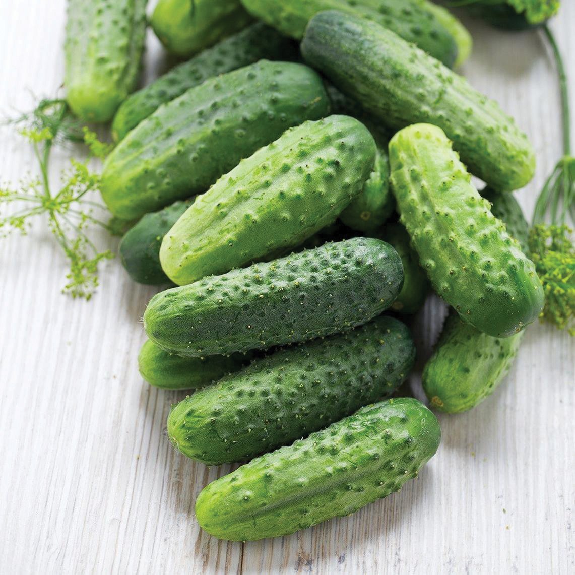Wisconsin SMR pickling cucumber by MIgardener, fresh green cucumber with smooth skin and typical pickling size.