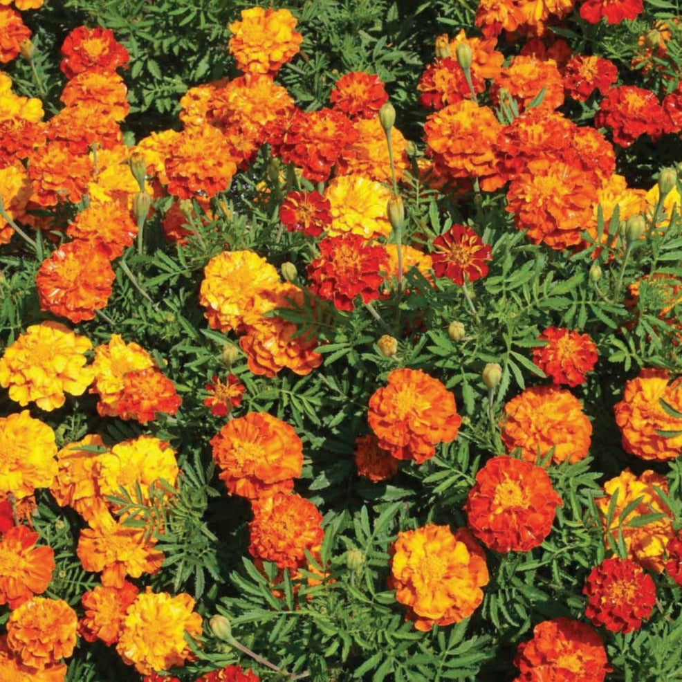 Colorful Crackerjack Marigold Mix edible flowers from MIgardener, showcasing vibrant marigold blossoms in a natural garden setting.
