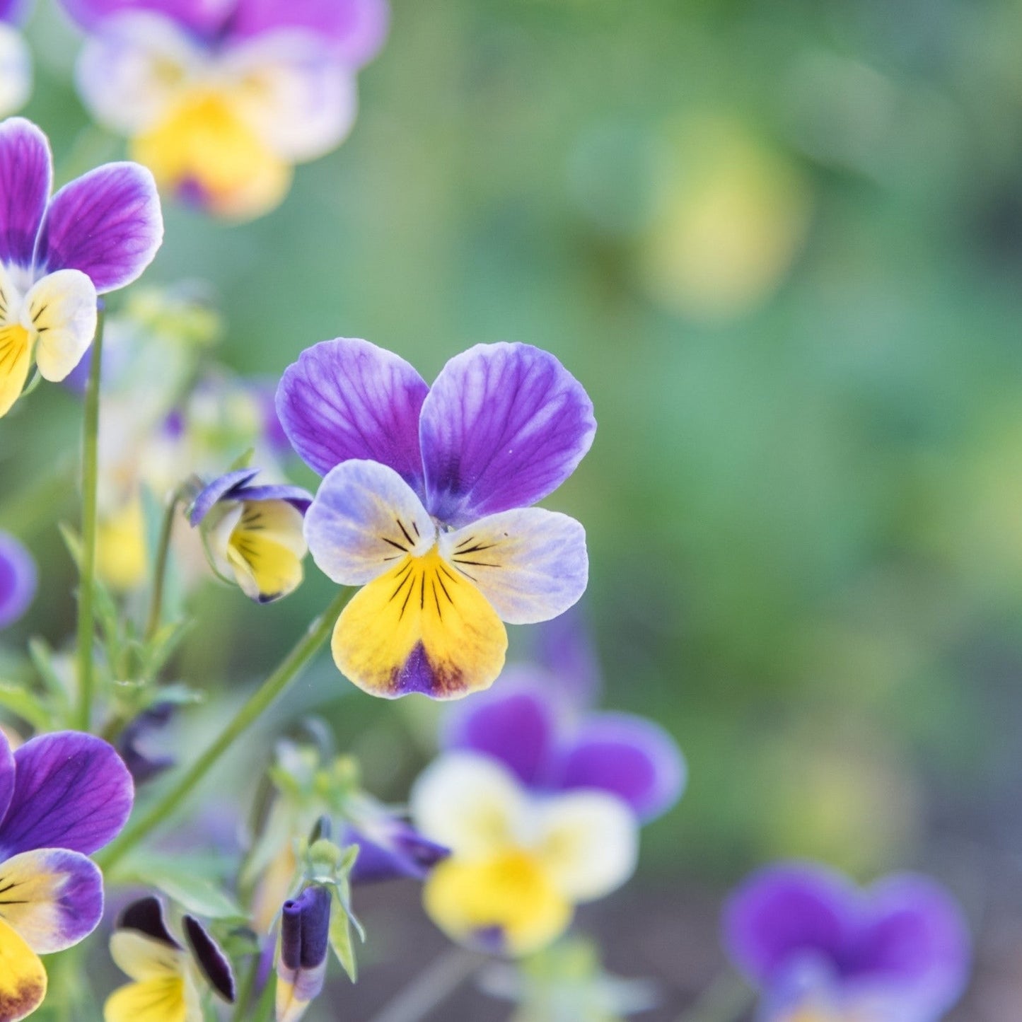 Edible Johnny Jump Up Viola flower from MIgardener, showing colorful violet and yellow blooms in a garden setting.