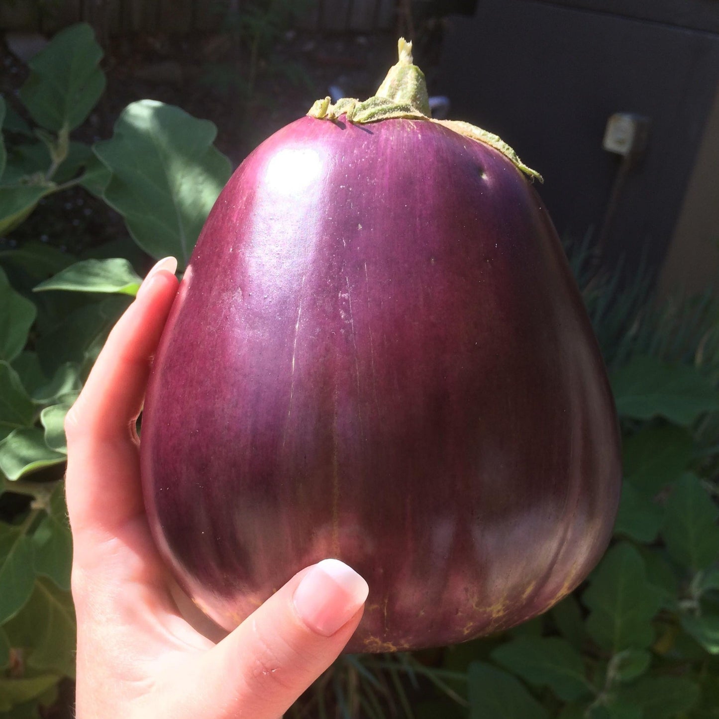 Fresh Aswad Eggplant from MIgardener, showcasing vibrant purple skin and glossy texture on a white background.