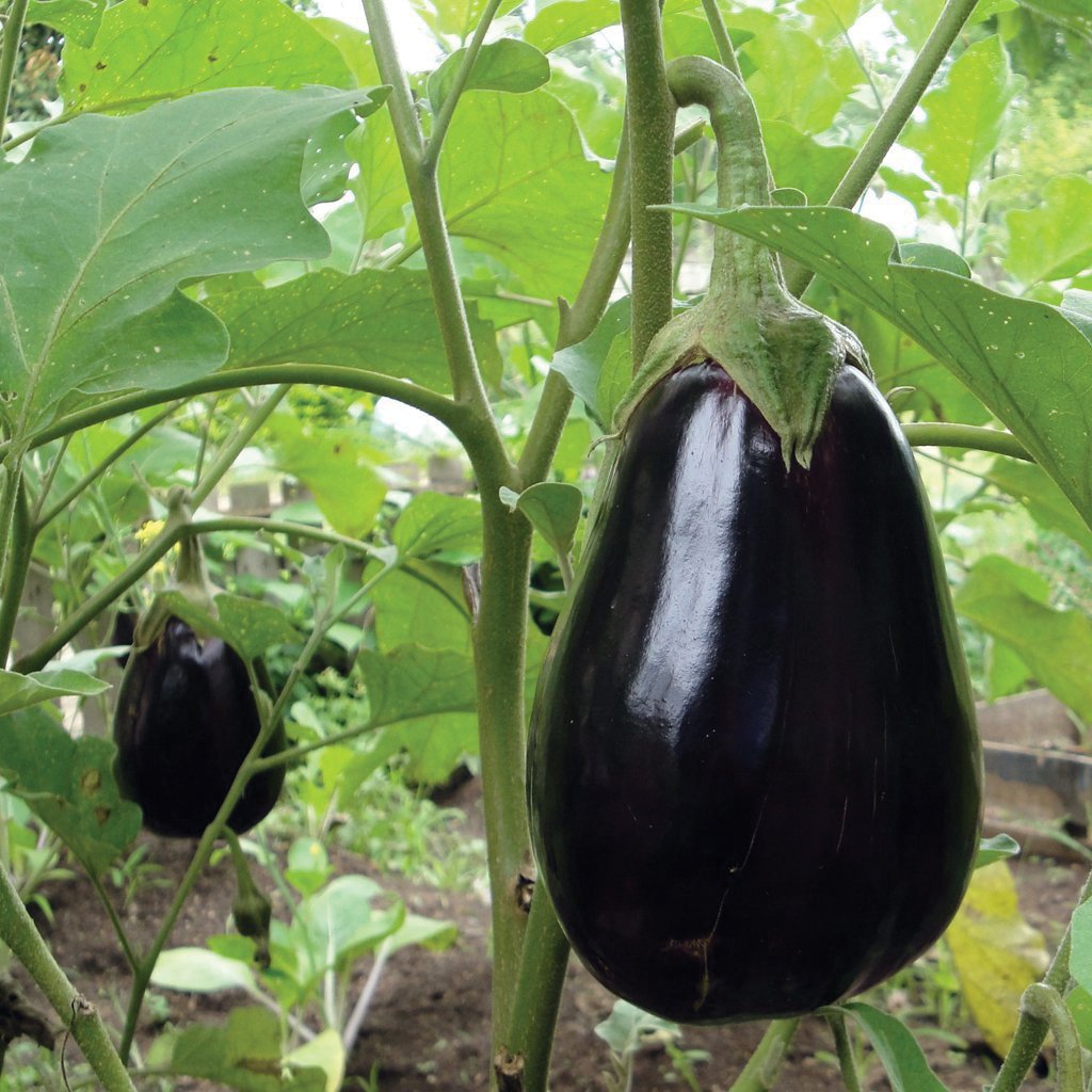 Black Beauty Eggplant from MIgardener, showcasing glossy, dark purple eggplant with smooth skin and vibrant green stem.