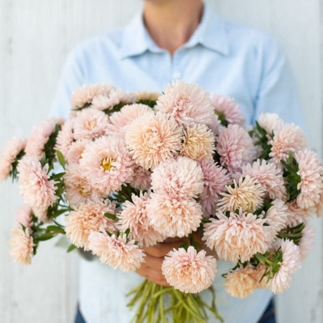 Apricote Aster - Blessings Grow Meadows