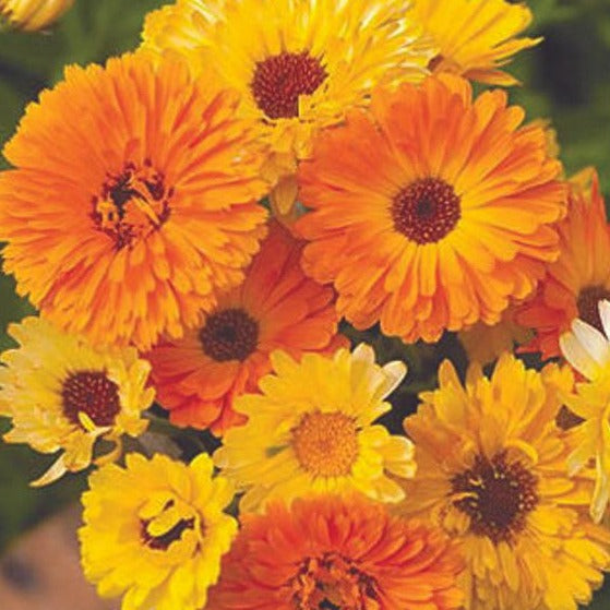 Pacific Beauty Mix Calendula flower from MIgardener, showing vibrant yellow and orange blossoms on green foliage.