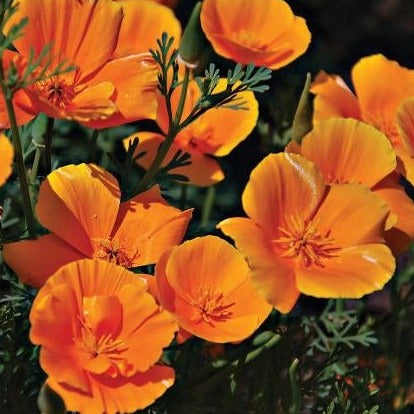 California Poppy - Blessings Grow Meadows