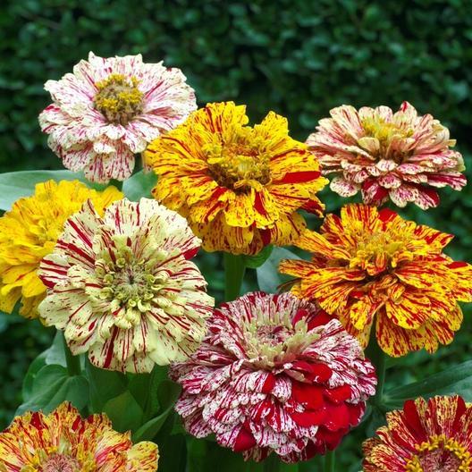 Colorful Candy Stripe Zinnia flower from MIgardener with vibrant striped petals and lush green foliage.