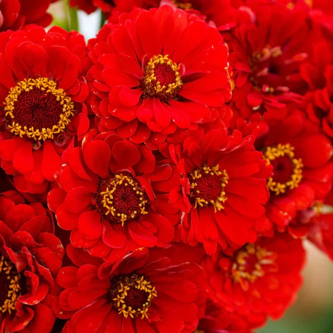 Bright Cherry Queen Zinnia flower by MIgardener showing vibrant red petals and green foliage.