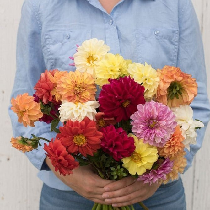 Colorful dahlia mix flower from MIgardener, showcasing vibrant blooms and lush green foliage in a natural garden setting.