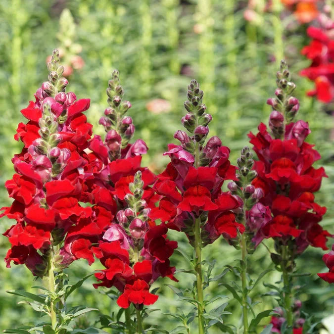 Close-up of a vibrant Defiance Snapdragon flower by MIgardener, showcasing bright pink petals and green foliage.