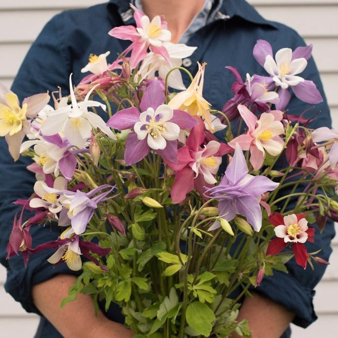 Giant Mckenna Mix Columbine - Blessings Grow Meadows