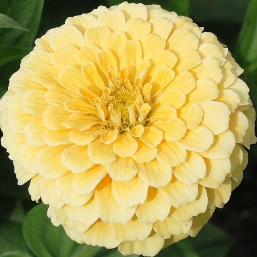 Bright Isabellina Zinnia flower from MIgardener with vibrant pink petals and green foliage in full bloom.