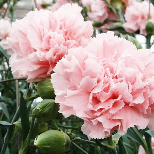 Pink La France carnation flower from MIgardener with ruffled petals and vibrant color, close-up view of the blooming flower.