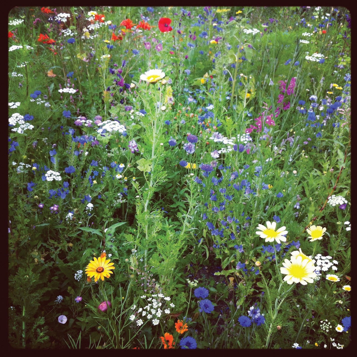 Lowland wildflower mix - Blessings Grow Meadows